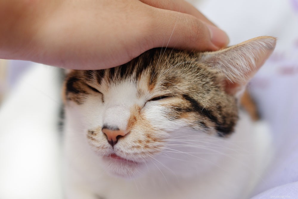 Do Cats Develop Acne? Causes, Symptoms, and Treatments Explained