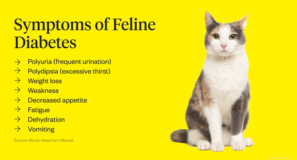 Cat Insulin Costs: What Owners Need to Know