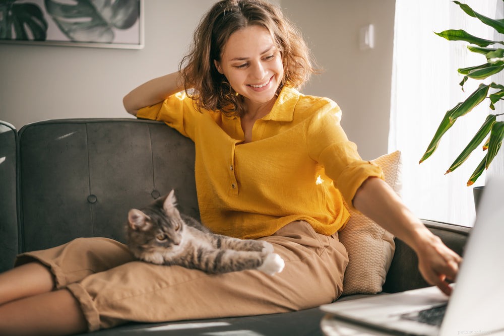 What Causes Fluid-Filled Lumps in Cats? Symptoms, Diagnosis, and Treatment