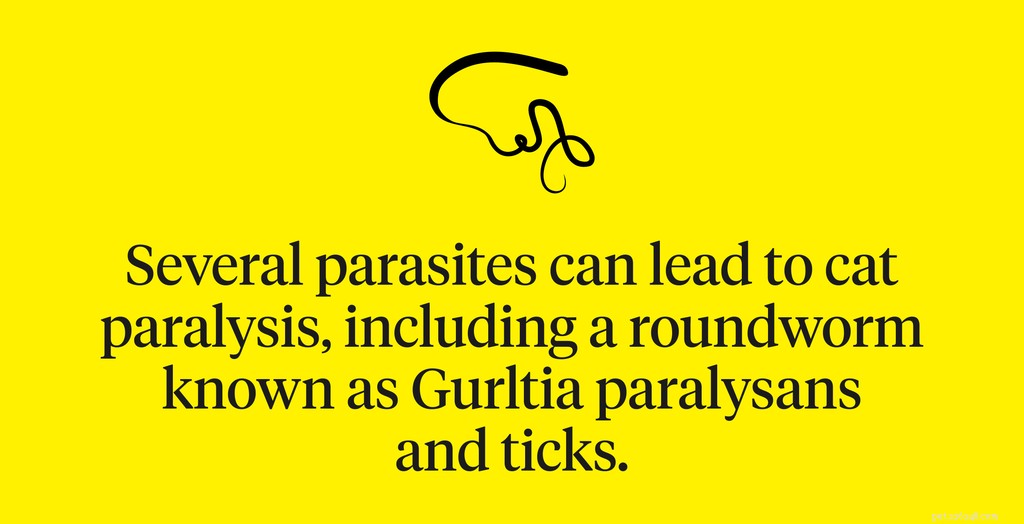Cat Paralysis Explained: Causes, Symptoms, and Urgent Care Tips