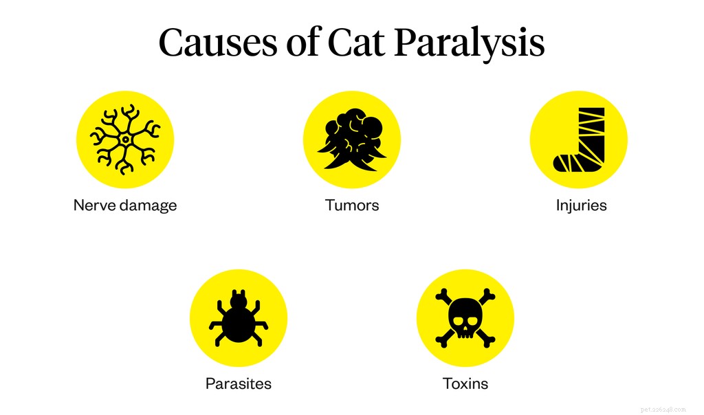 Cat Paralysis Explained: Causes, Symptoms, and Urgent Care Tips