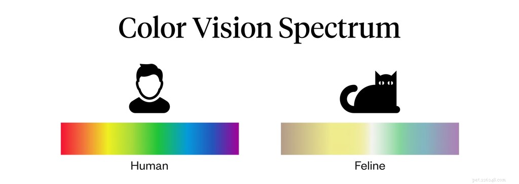 Do Cats Perceive Color? Understanding Feline Vision for Better Care