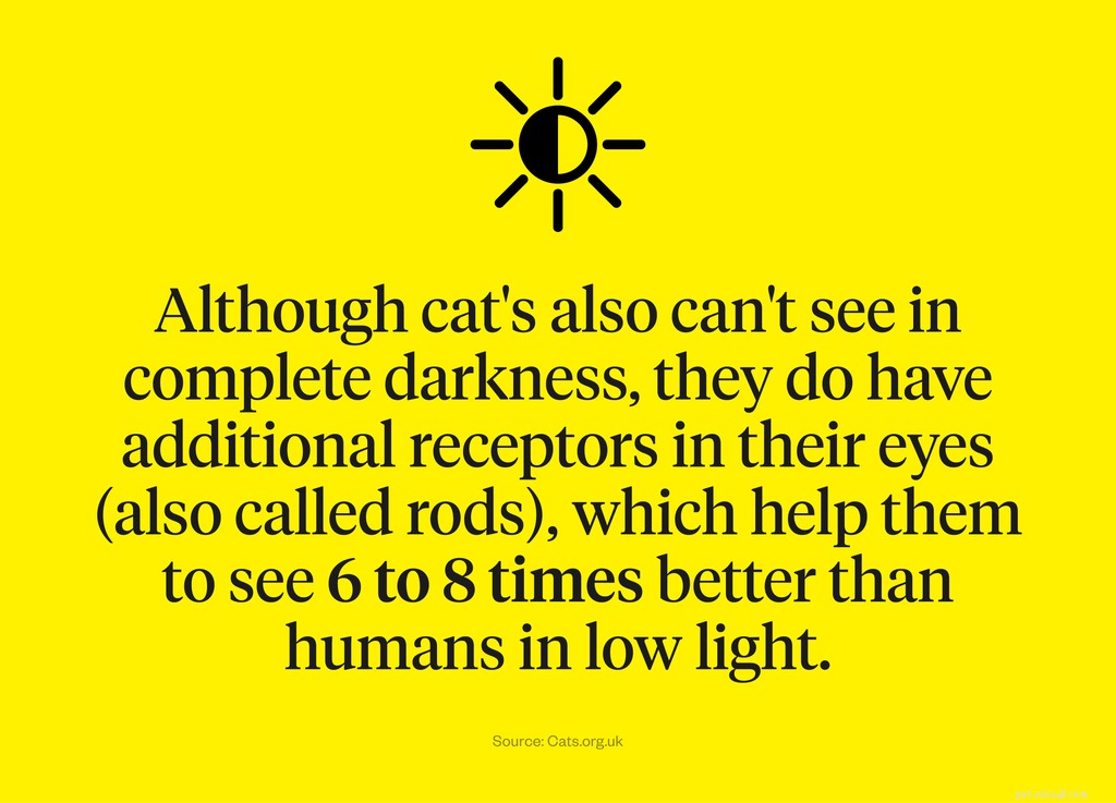 Do Cats Perceive Color? Understanding Feline Vision for Better Care