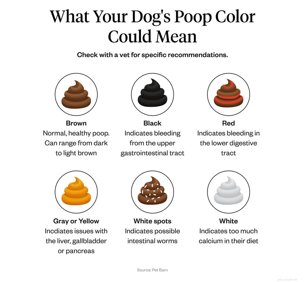 Yellow Dog Poop: When to Seek Veterinary Care