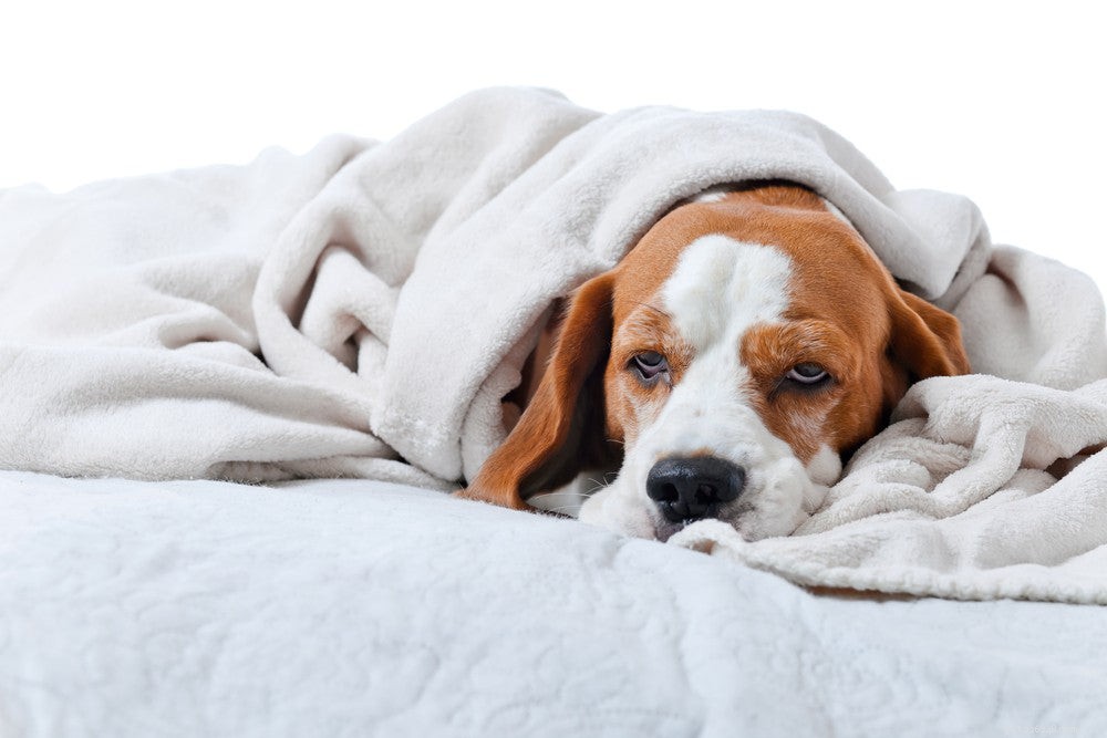 Yellow Dog Poop: When to Seek Veterinary Care