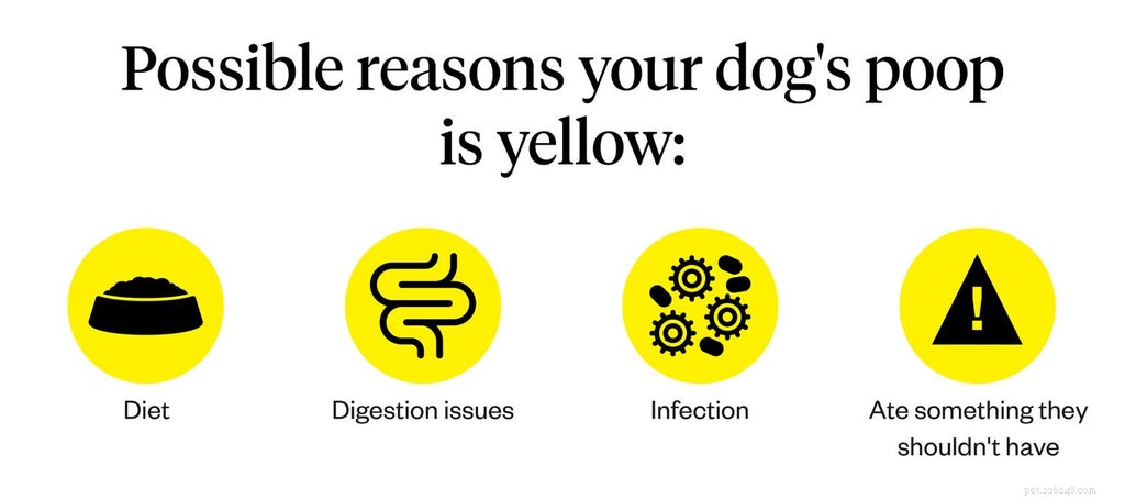 Yellow Dog Poop: When to Seek Veterinary Care