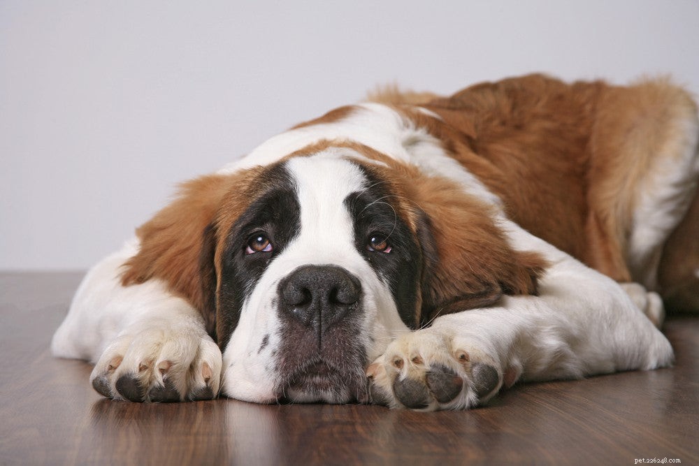 Understanding Why Dogs Chase and Bite Their Tails: Causes and Treatments