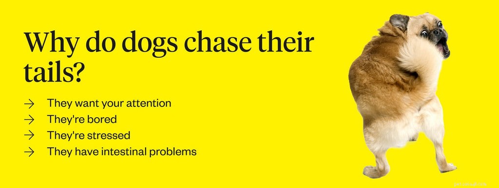 Understanding Why Dogs Chase and Bite Their Tails: Causes and Treatments
