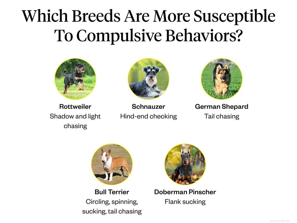 Understanding Why Dogs Chase and Bite Their Tails: Causes and Treatments