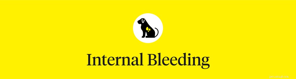 What Causes a Hard Stomach in Dogs? Signs, Risks, and When to Seek Veterinary Care