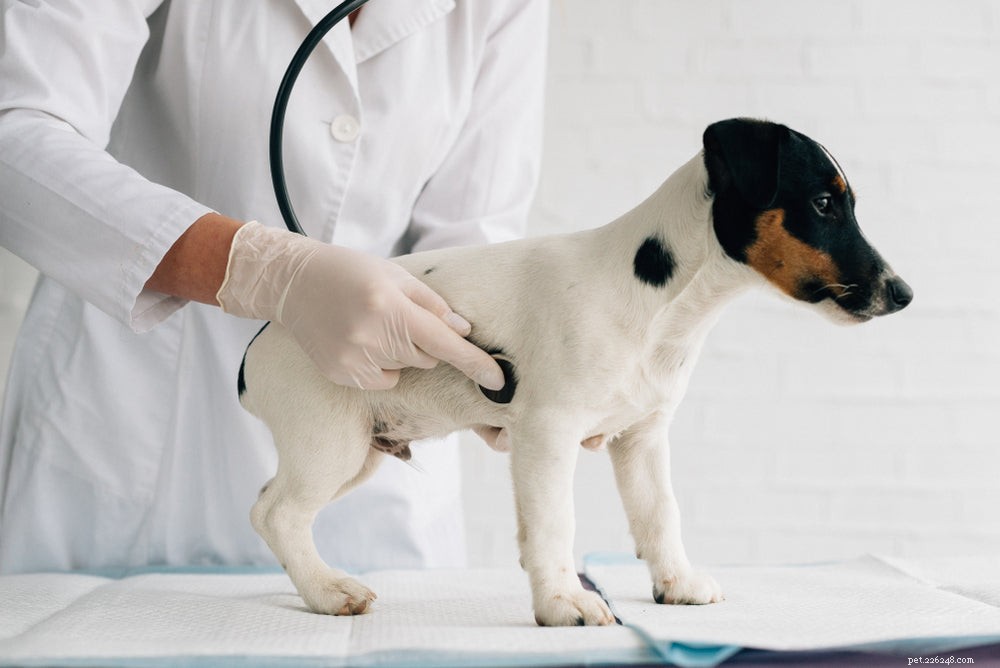 What Causes a Hard Stomach in Dogs? Signs, Risks, and When to Seek Veterinary Care