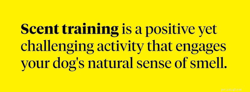 How to Start Scent Training for Dogs: Boost Bonding & Mental Stimulation