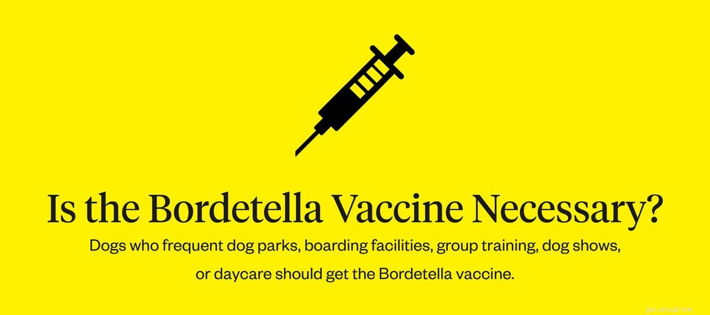 Bordetella Vaccine for Dogs: Key Facts to Protect Your Pet