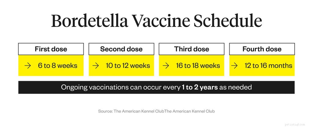 Bordetella Vaccine for Dogs: Key Facts to Protect Your Pet