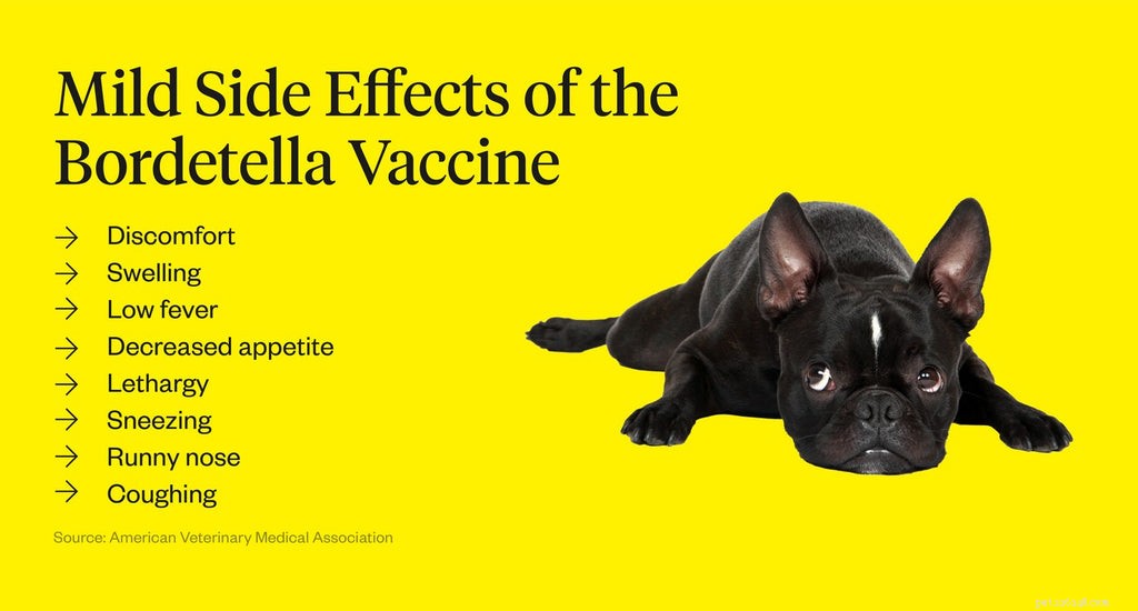 Bordetella Vaccine for Dogs: Key Facts to Protect Your Pet