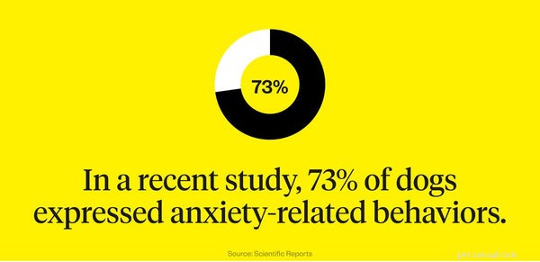 Managing Dog Anxiety: A Trusted Guide for Pet Owners to Help Their Dogs Thrive
