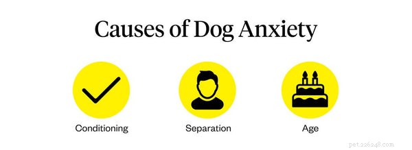 Managing Dog Anxiety: A Trusted Guide for Pet Owners to Help Their Dogs Thrive