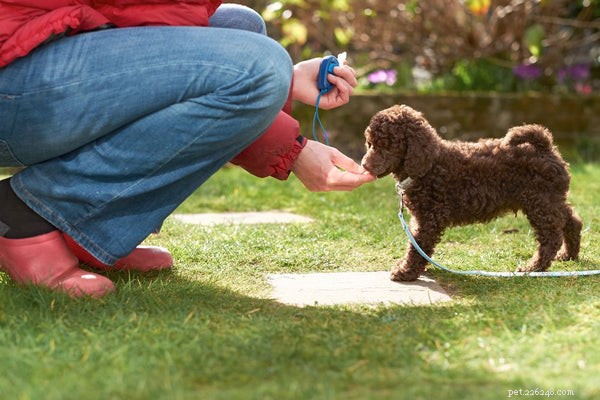 Anxiety Medications for Dogs: What You Need to Know