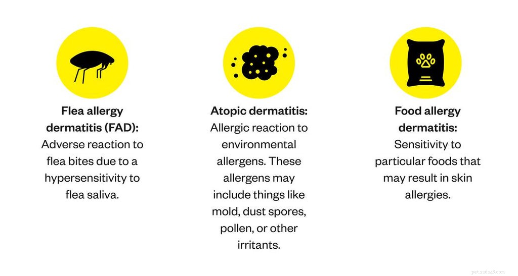 Recognizing and Treating Dog Skin Allergies: Symptoms, Causes, and Proven Remedies