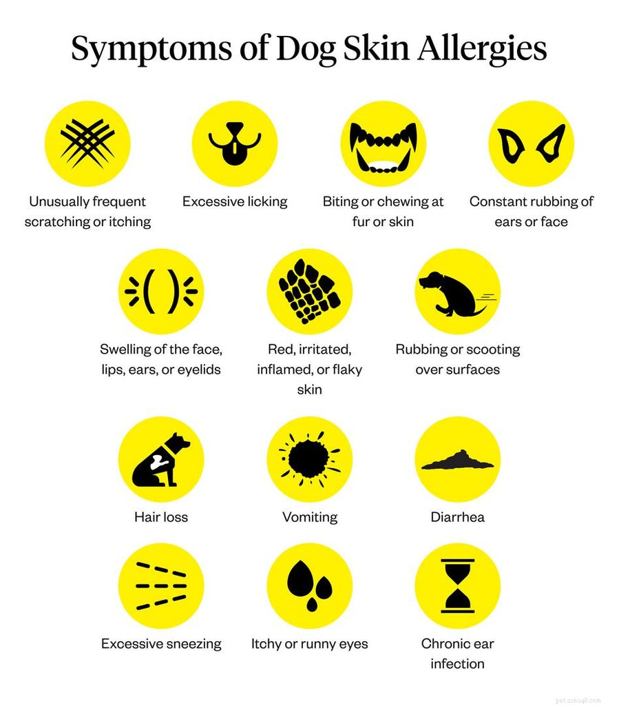 Recognizing and Treating Dog Skin Allergies: Symptoms, Causes, and Proven Remedies