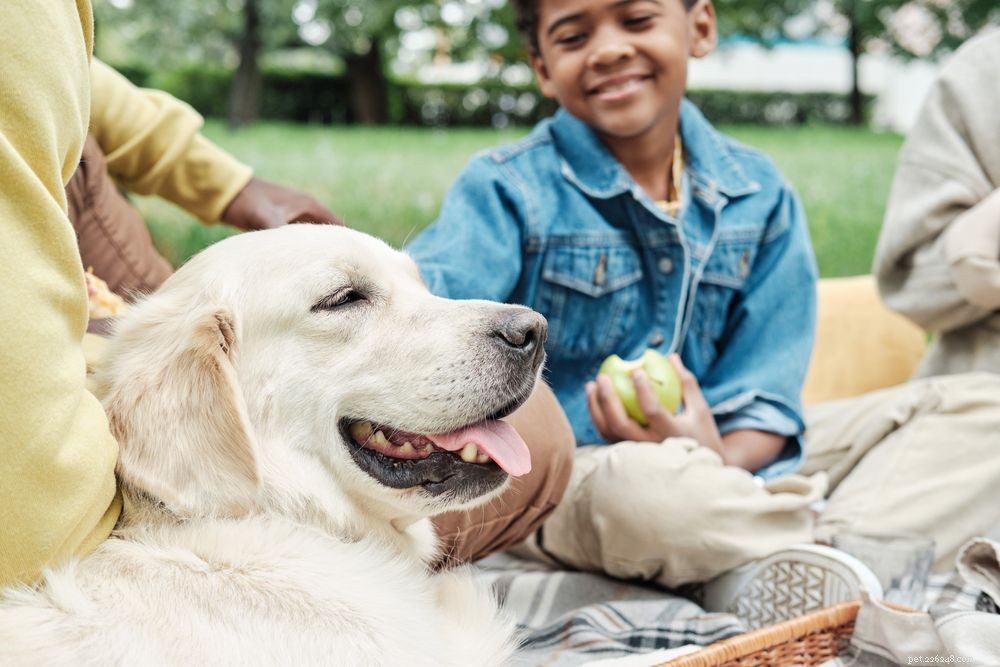 Recognizing and Treating Dog Skin Allergies: Symptoms, Causes, and Proven Remedies