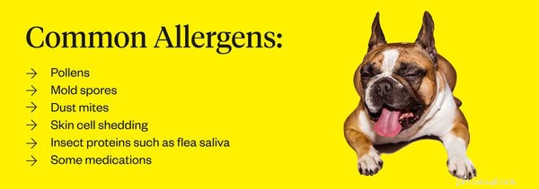 Managing Dog Allergies: Expert Tips to Relieve Your Pet’s Itching and Swelling