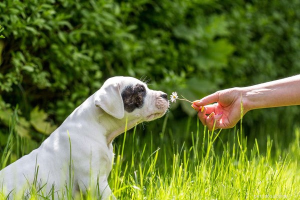 Managing Dog Allergies: Expert Tips to Relieve Your Pet’s Itching and Swelling