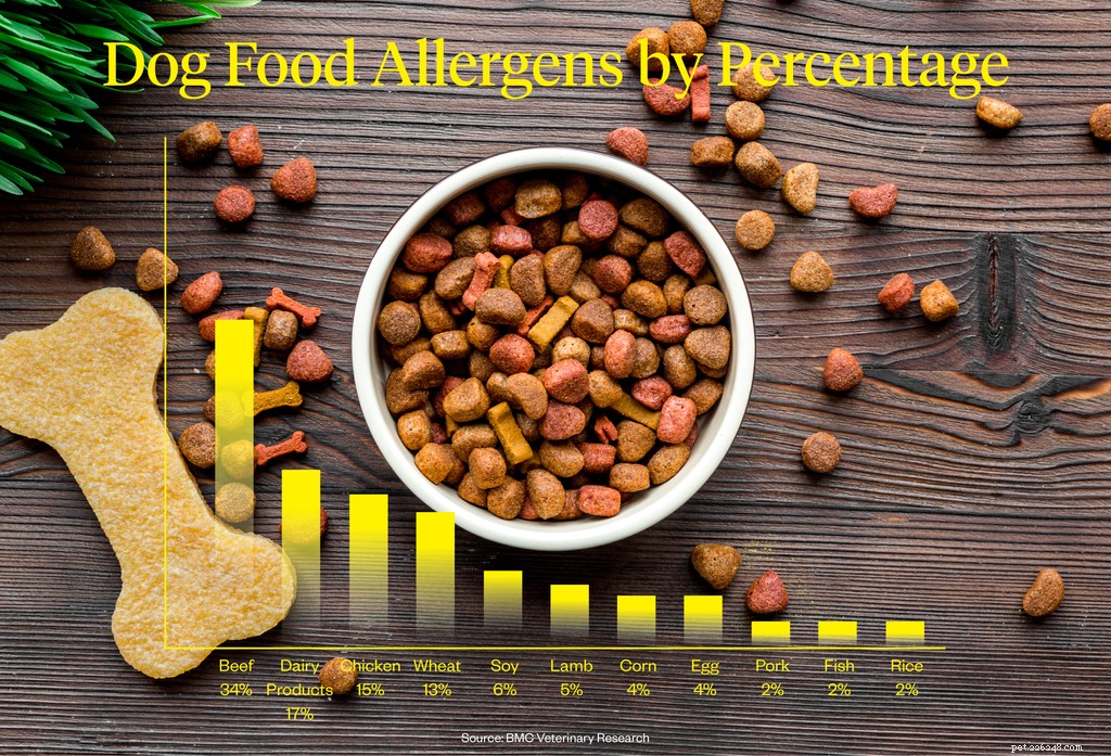 Recognizing Food Allergy Symptoms in Dogs: A Comprehensive Guide