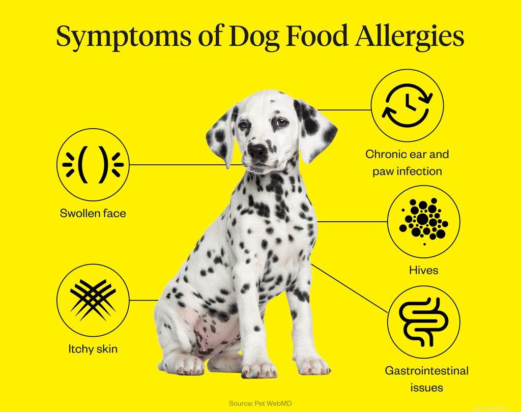 Recognizing Food Allergy Symptoms in Dogs: A Comprehensive Guide
