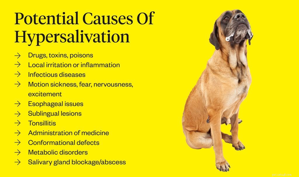 Understanding Excessive Dog Drooling: Causes, Symptoms, and Solutions