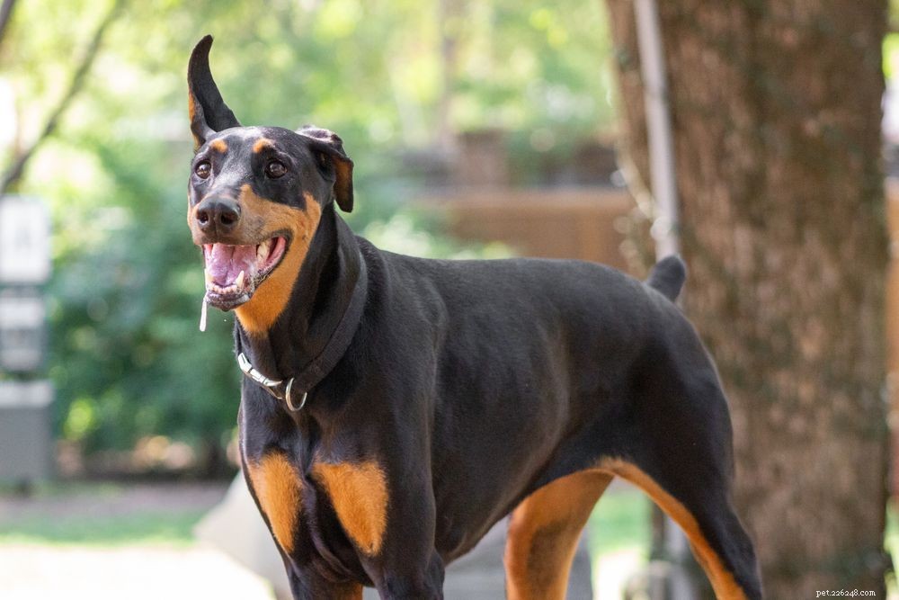 Understanding Excessive Dog Drooling: Causes, Symptoms, and Solutions