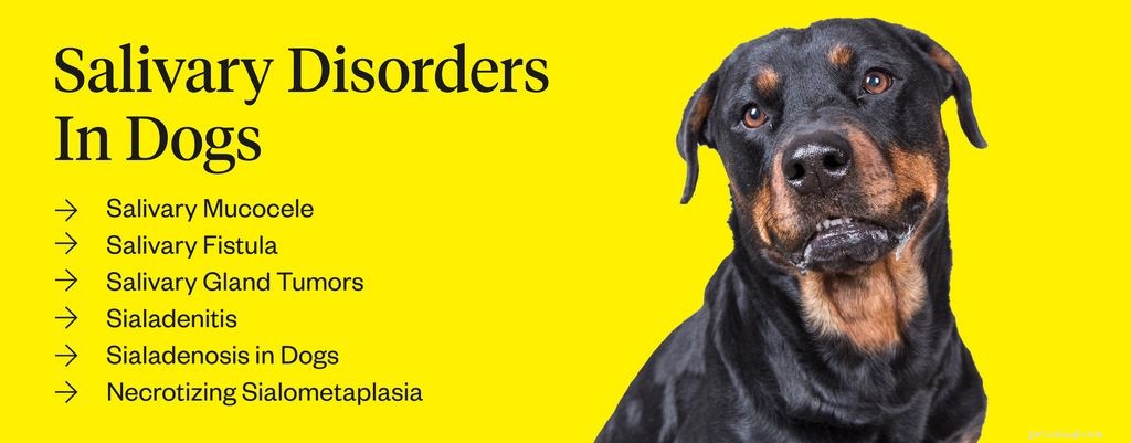 Understanding Excessive Dog Drooling: Causes, Symptoms, and Solutions