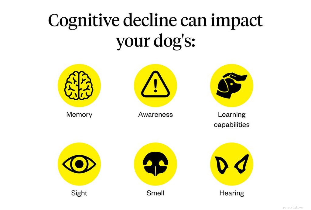Managing Anxiety in Senior Dogs: Detection and Effective Treatments