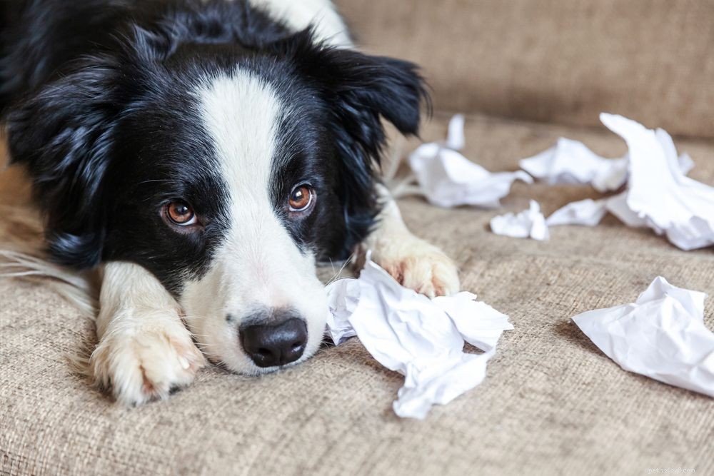 Managing Anxiety in Senior Dogs: Detection and Effective Treatments