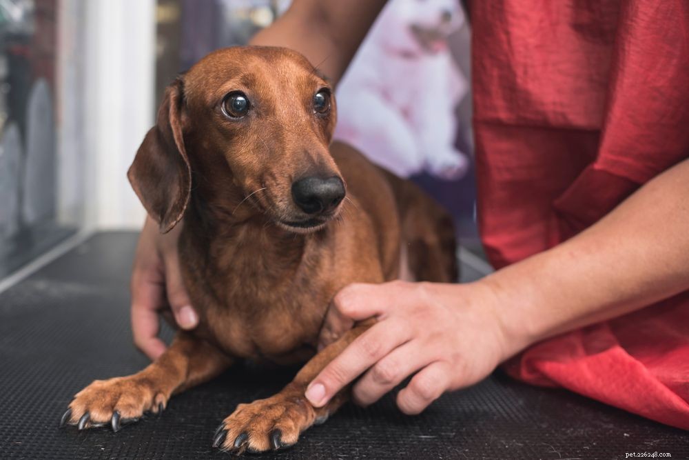 Managing Anxiety in Senior Dogs: Detection and Effective Treatments