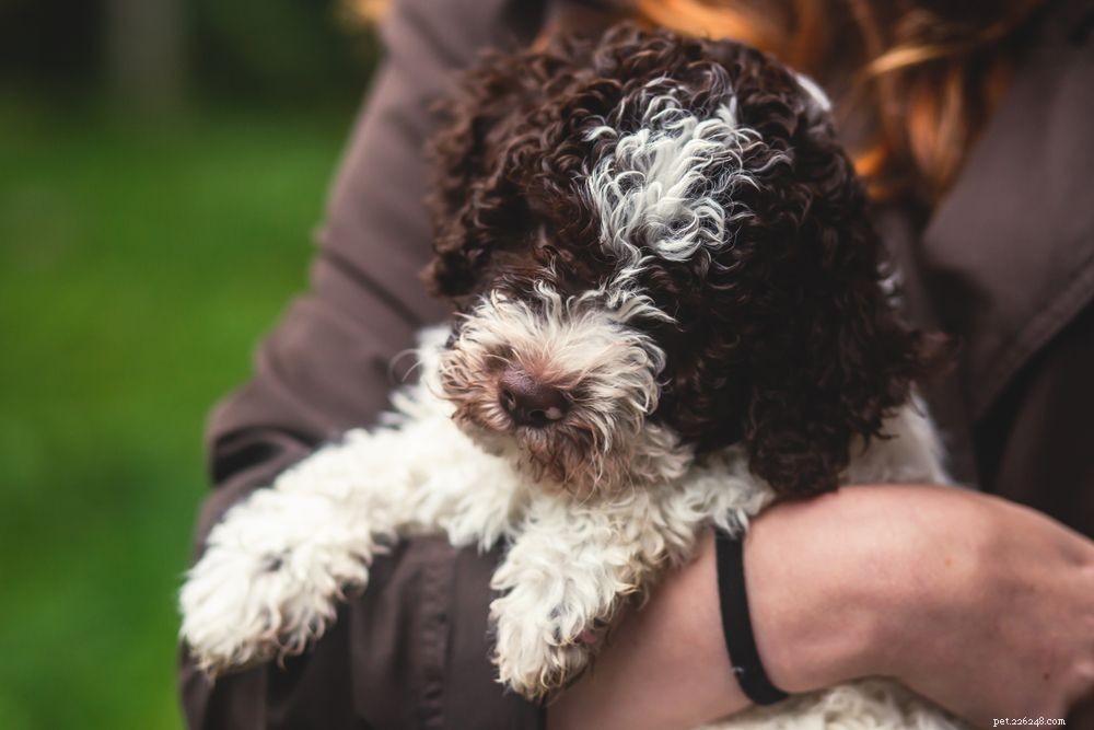 Top Dog Breeds Prone to Anxiety: What to Know and How to Help