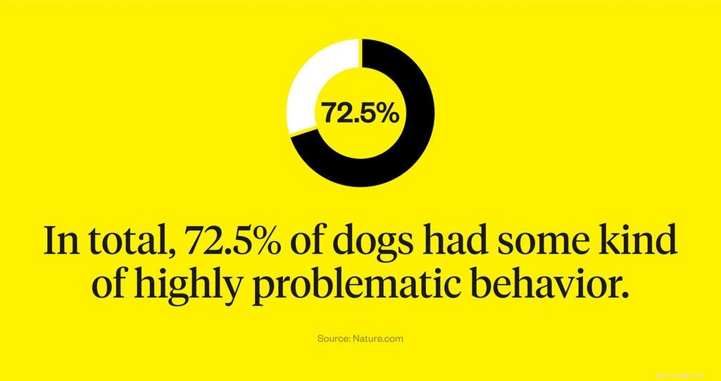 Top Dog Breeds Prone to Anxiety: What to Know and How to Help
