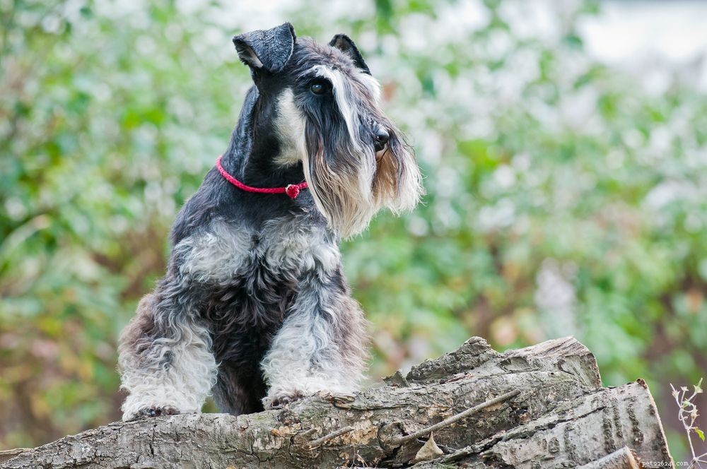 Top Dog Breeds Prone to Anxiety: What to Know and How to Help