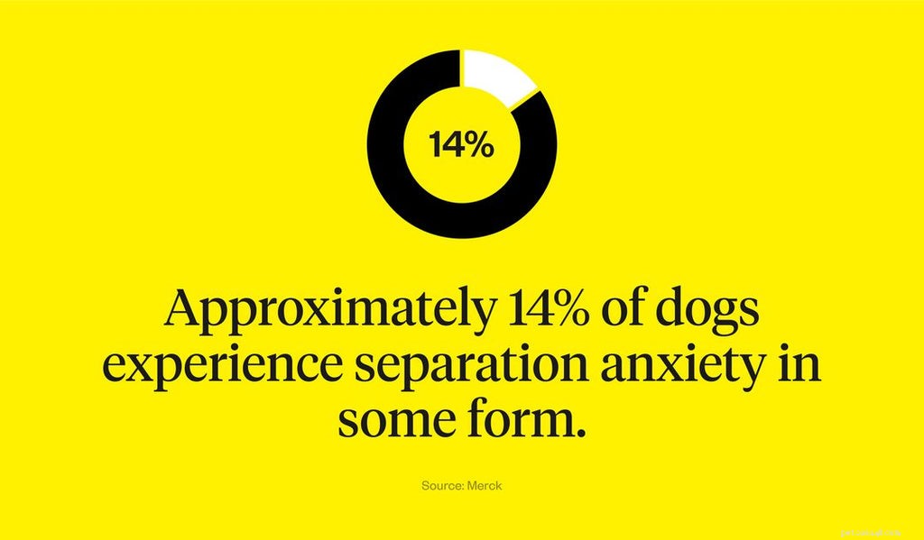 Managing Puppy Separation Anxiety: Expert Tips & Proven Solutions