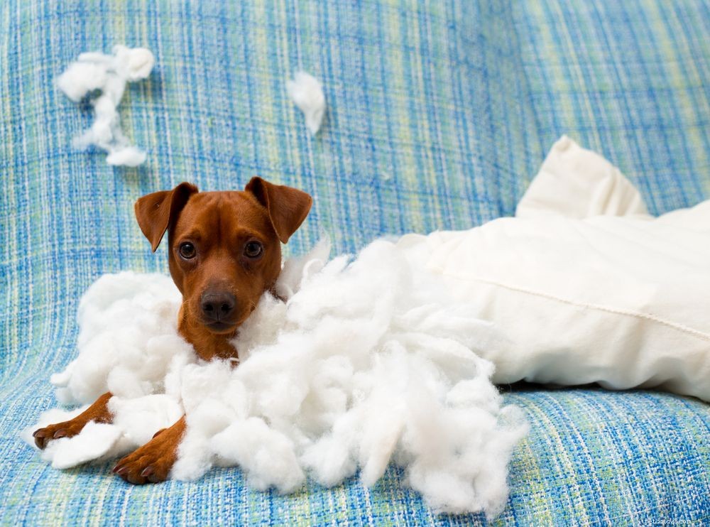 Managing Puppy Separation Anxiety: Expert Tips & Proven Solutions