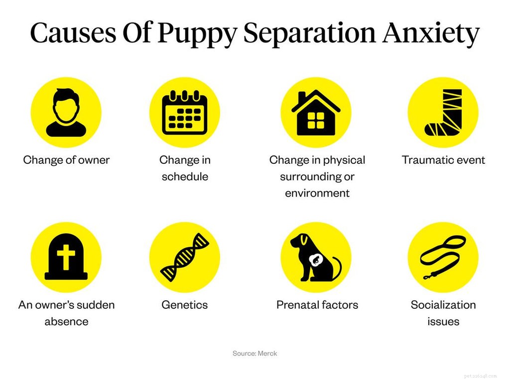 Managing Puppy Separation Anxiety: Expert Tips & Proven Solutions