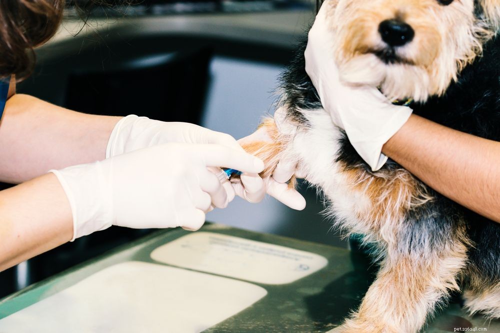 Managing Canine Diabetes: Recognizing Symptoms, Understanding Causes, and Effective Treatment