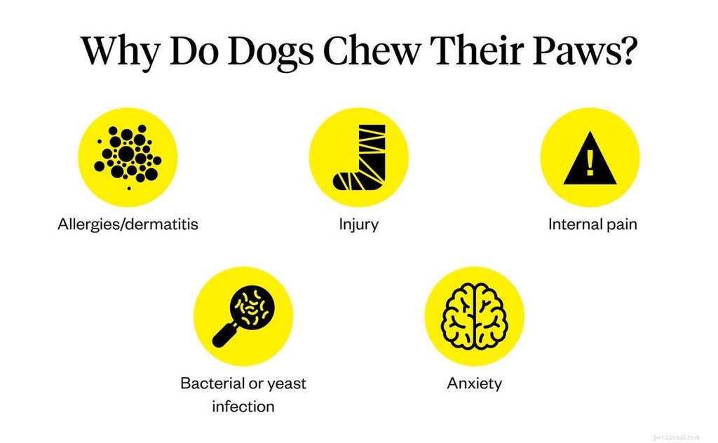 Understanding Your Dog s Paw Chewing: Causes, Symptoms & Solutions