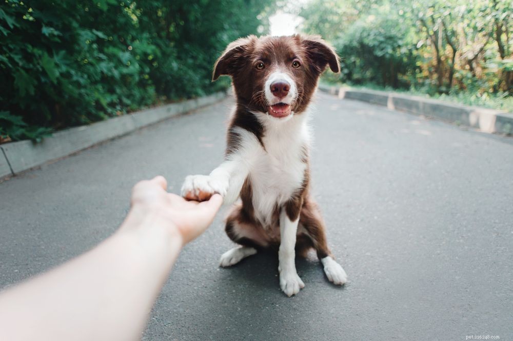 Understanding Your Dog s Paw Chewing: Causes, Symptoms & Solutions