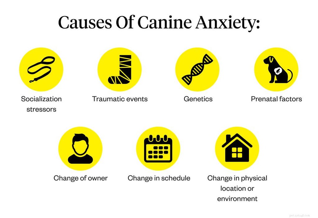 Managing Canine Anxiety: A Comprehensive Training Guide