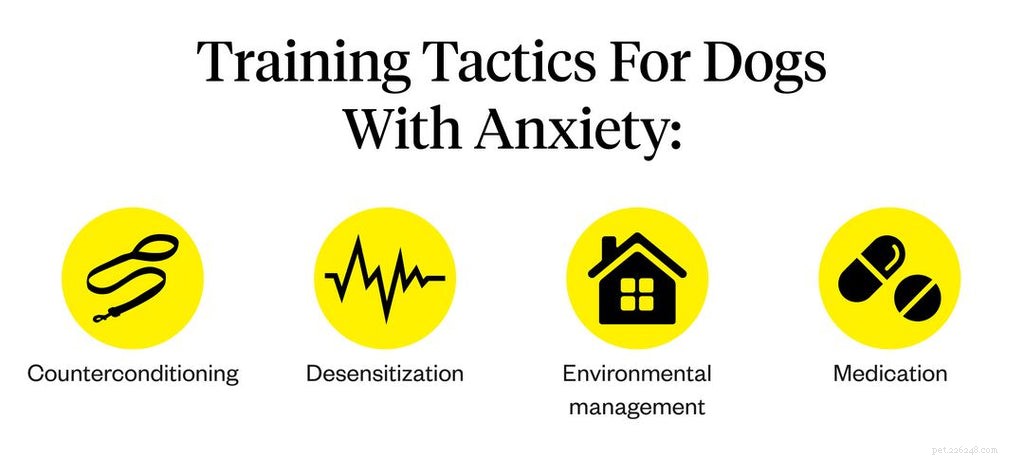 Managing Canine Anxiety: A Comprehensive Training Guide