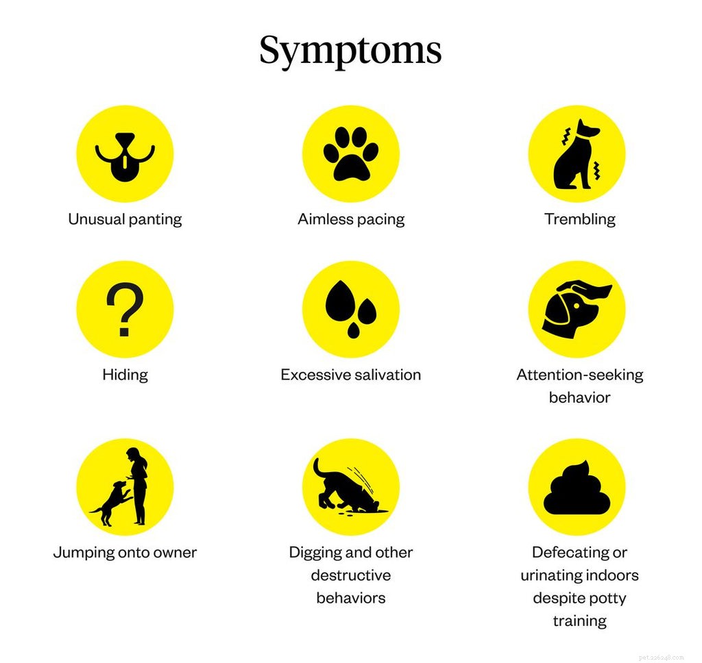 Do Dogs Experience Panic Attacks? Understanding Causes and Relief Strategies