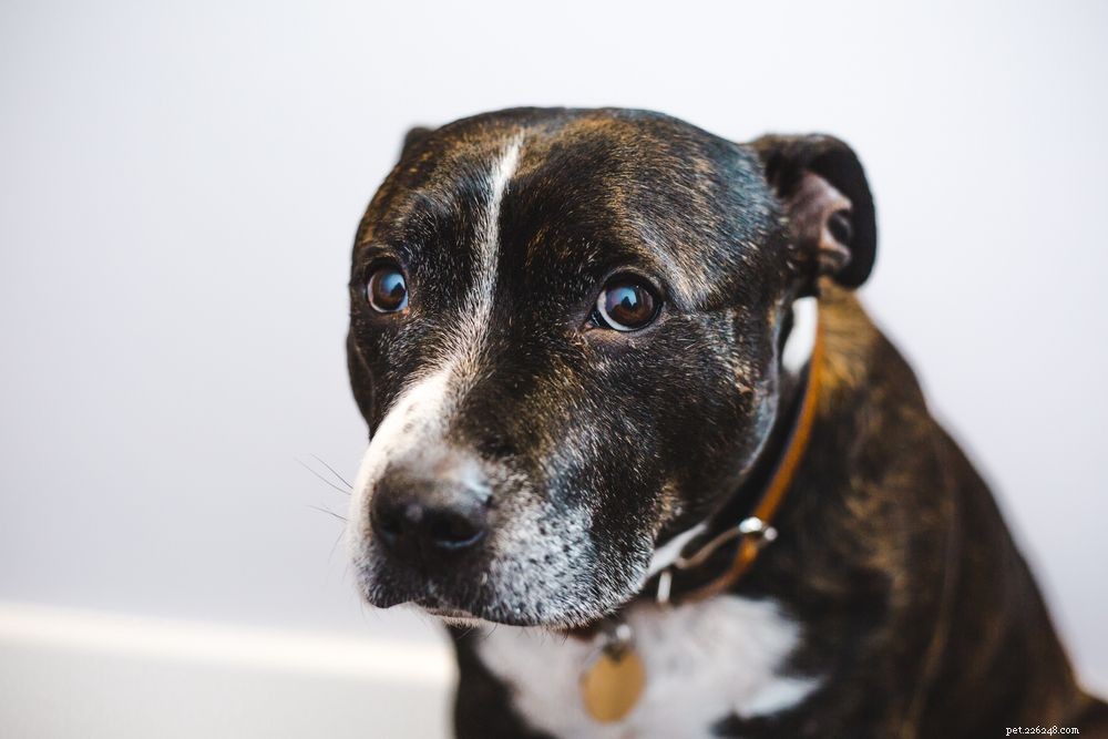 Do Dogs Experience Panic Attacks? Understanding Causes and Relief Strategies
