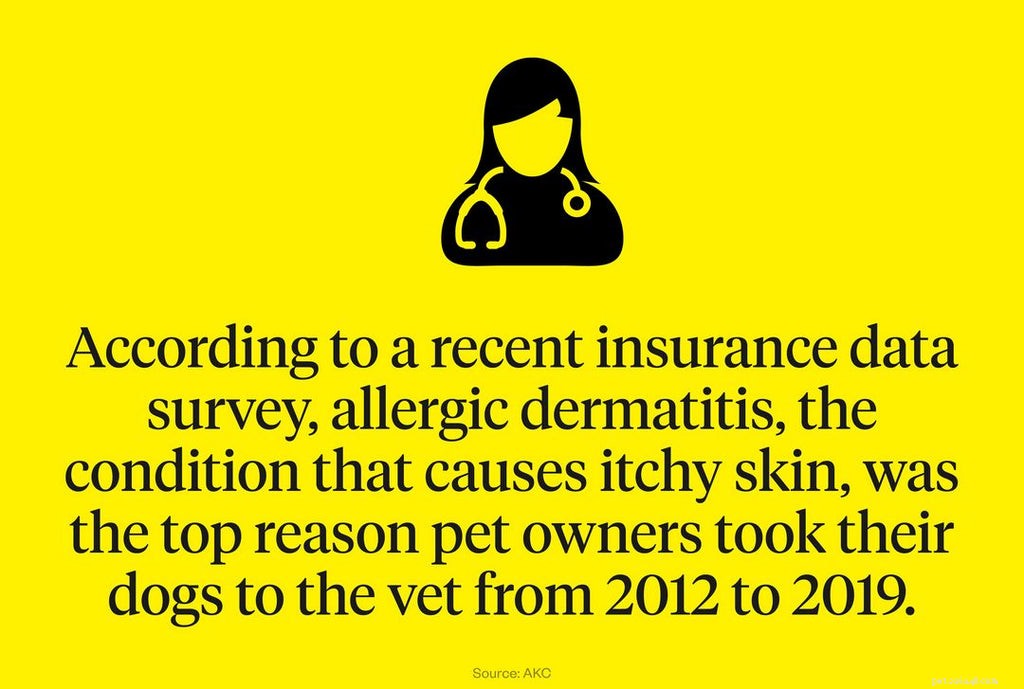 Dog Itching Explained: Causes, Symptoms & Proven Relief