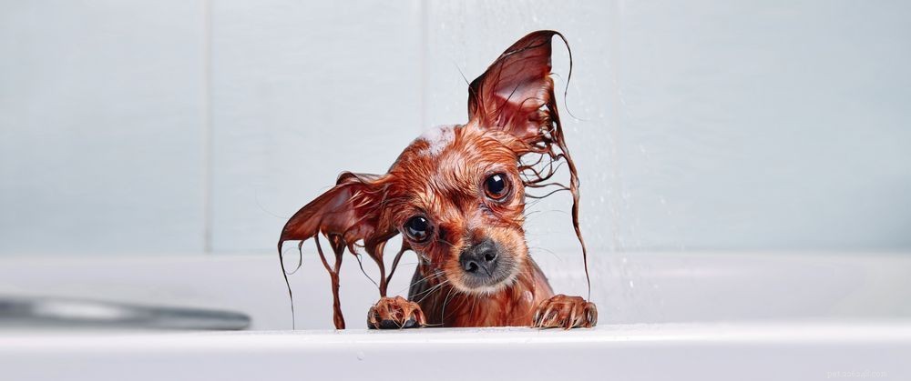 Dog Itching Explained: Causes, Symptoms & Proven Relief